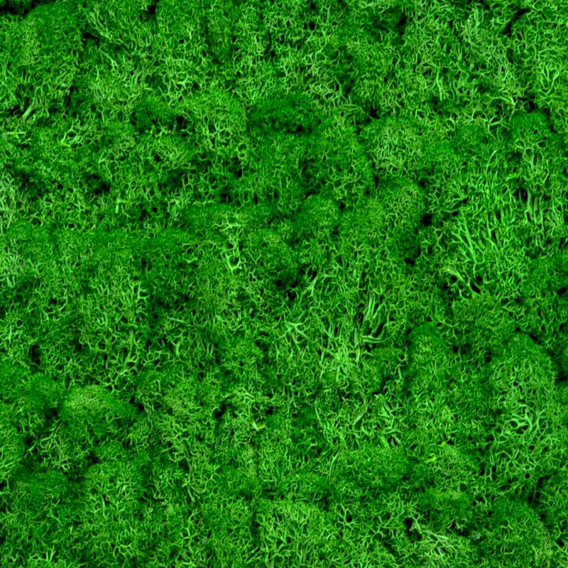 Dark Green Moss Frame with Dark Wood – HUNS